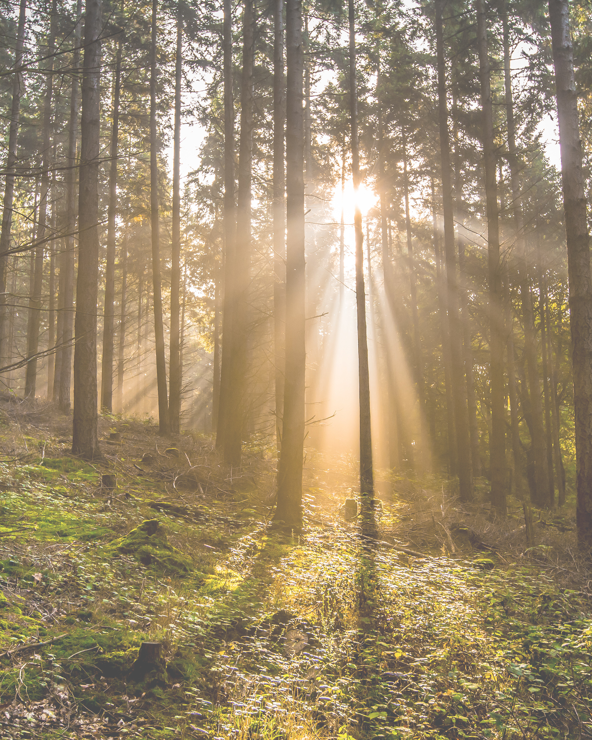 Lichter Wald