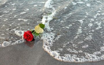 Rose am Strand